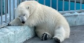 Екатеринбургский зоопарк по ту сторону вольера: обмен животными, тараканы в меду, анонимный опекун жабы