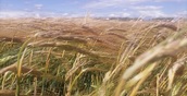 9 тыс. гектаров сельхозземель введет в оборот Свердловская область