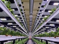 В Свердловской области построят крупнейшую в мире вертикальную ферму круглогодичного выращивания клубники
