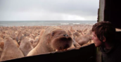 Документальный фильм об исследовании моржей пермским биологом номинирован на «Оскар»