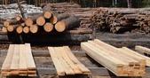 На биржевых торгах продано свыше 2 тыс. кубометров тюменской древесины