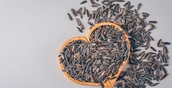 Производство элитных семян зерновых культур и подсолнечника организуют в Башкирии
