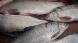 Более 600 тонн рыбы добыли промысловики на Ямале