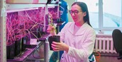 Ученые нашли способ спасти пшеницу от стресса с помощью уральских бактерий