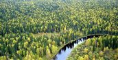 Свердловская область станет одним из пилотных регионов в заключении договоров аренды лесных участков в электронном виде