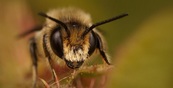 В Удмуртии предпринимательница развивает «пчелиный туризм» благодаря соцконтракту