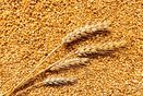 Экспортные пошлины на зерно пересчитают в рублях