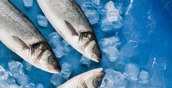 Цех по переработке северной рыбы заработает на Ямале