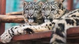 Детенышам снежных барсов, которые находятся под опекой РЖД в Пермском зоопарке, исполнился один год