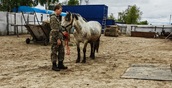 Ученые изучают геном приобских лошадей для увеличения их поголовья на Ямале
