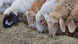 Селекционно-генетический племенной овцеводческий центр построит в Тюменской области  агрохолдинг «Дамате»