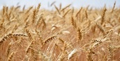 В проект по выращивания семян зерновых и технических культур в Башкирии вложат 32 млн рублей