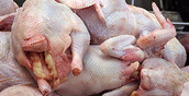 Уральские ученые придумали новый метод обеззараживания куриного мяса