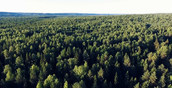 В Югре завершили первую государственную инвентаризацию лесов