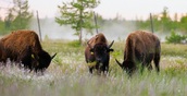 Сменили овцебыков на бизонов: природные парки Ямала и Якутии обменялись животными
