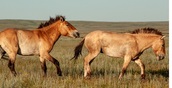 В заповеднике «Оренбургский» популяция лошади Пржевальского достигла 85 животных