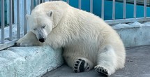 Екатеринбургский зоопарк по ту сторону вольера: обмен животными, тараканы в меду, анонимный опекун жабы